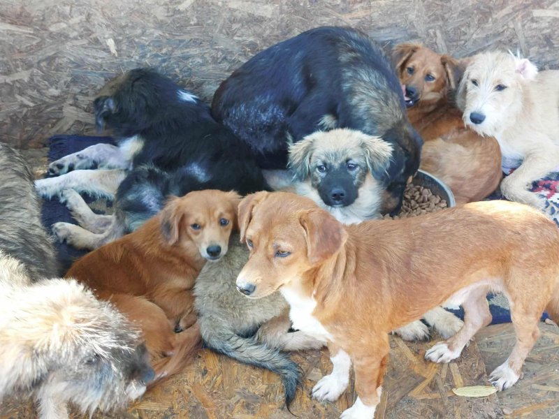 Photo 2 - 600 CHIENS SANS NOURRITURE À VASLUI (ROUMANIE)