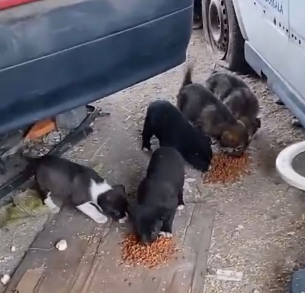 Photo 1 - SAUVETAGE DE 14 CHIOTS ISSUS DE 2 PORTEES