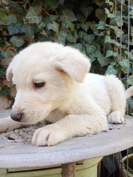 Photo 2 - SAUVETAGE DE 14 CHIOTS ISSUS DE 2 PORTEES