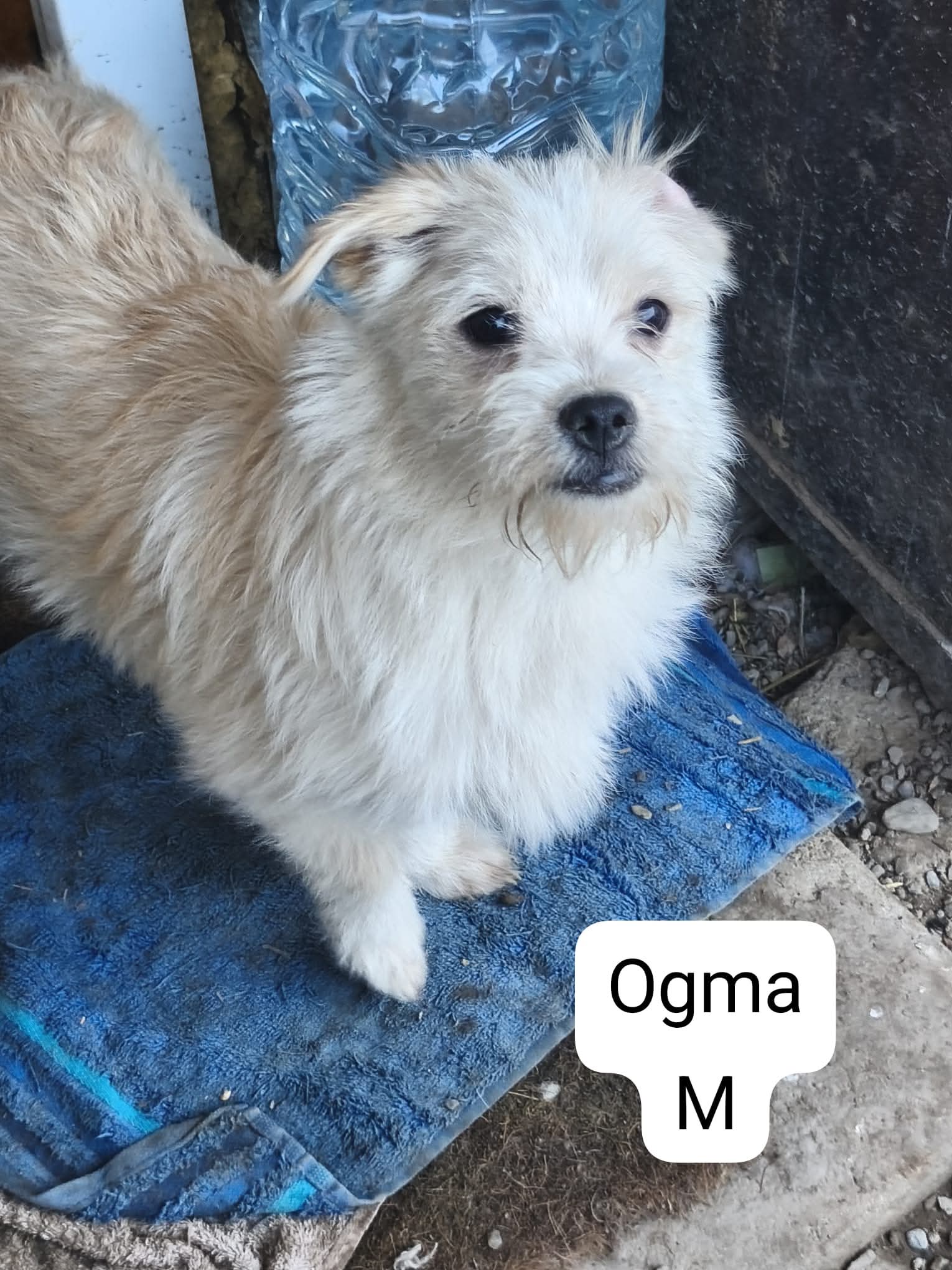 Ogma