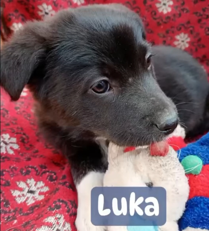 Luka