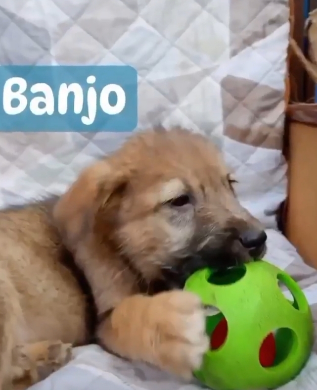 Banjo
