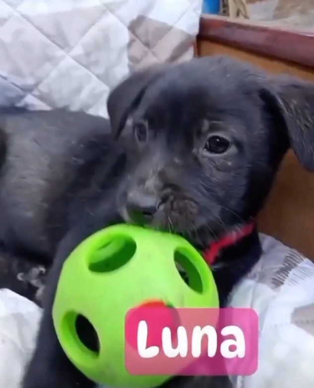 Luna