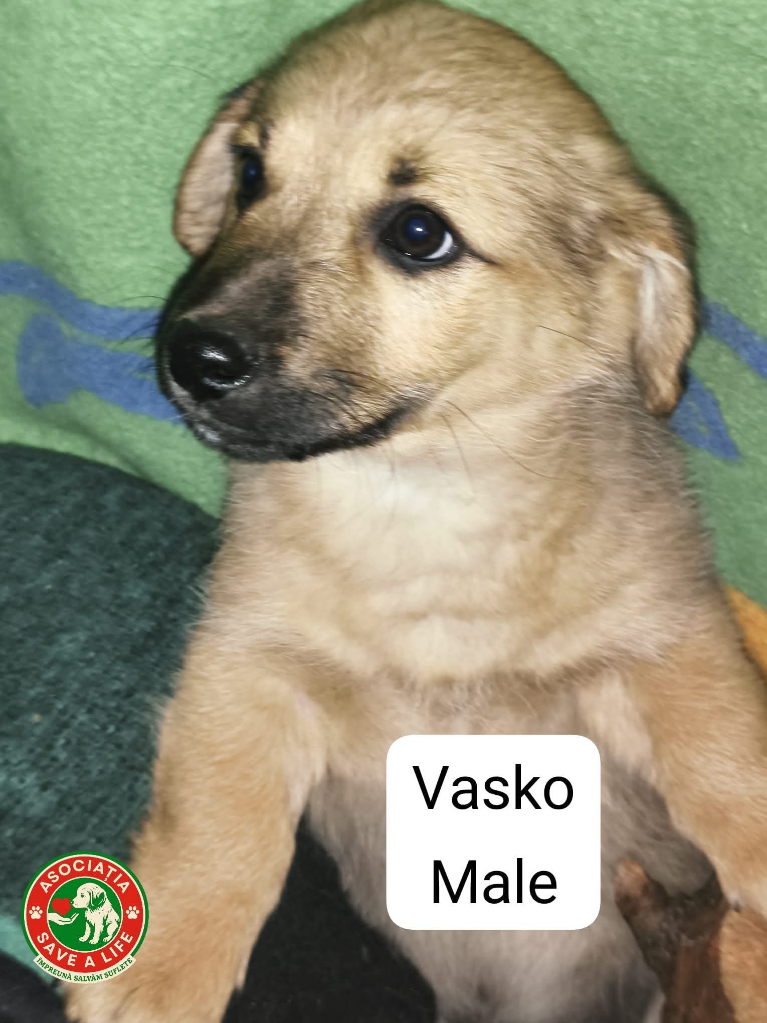 Vasko