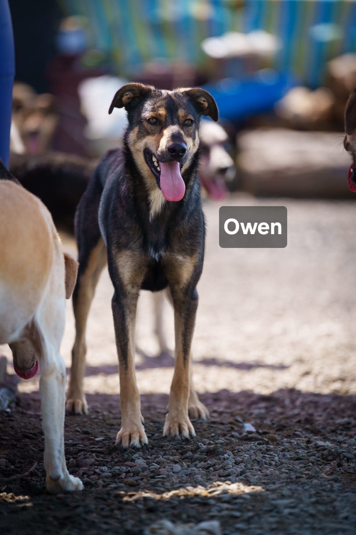 Owen