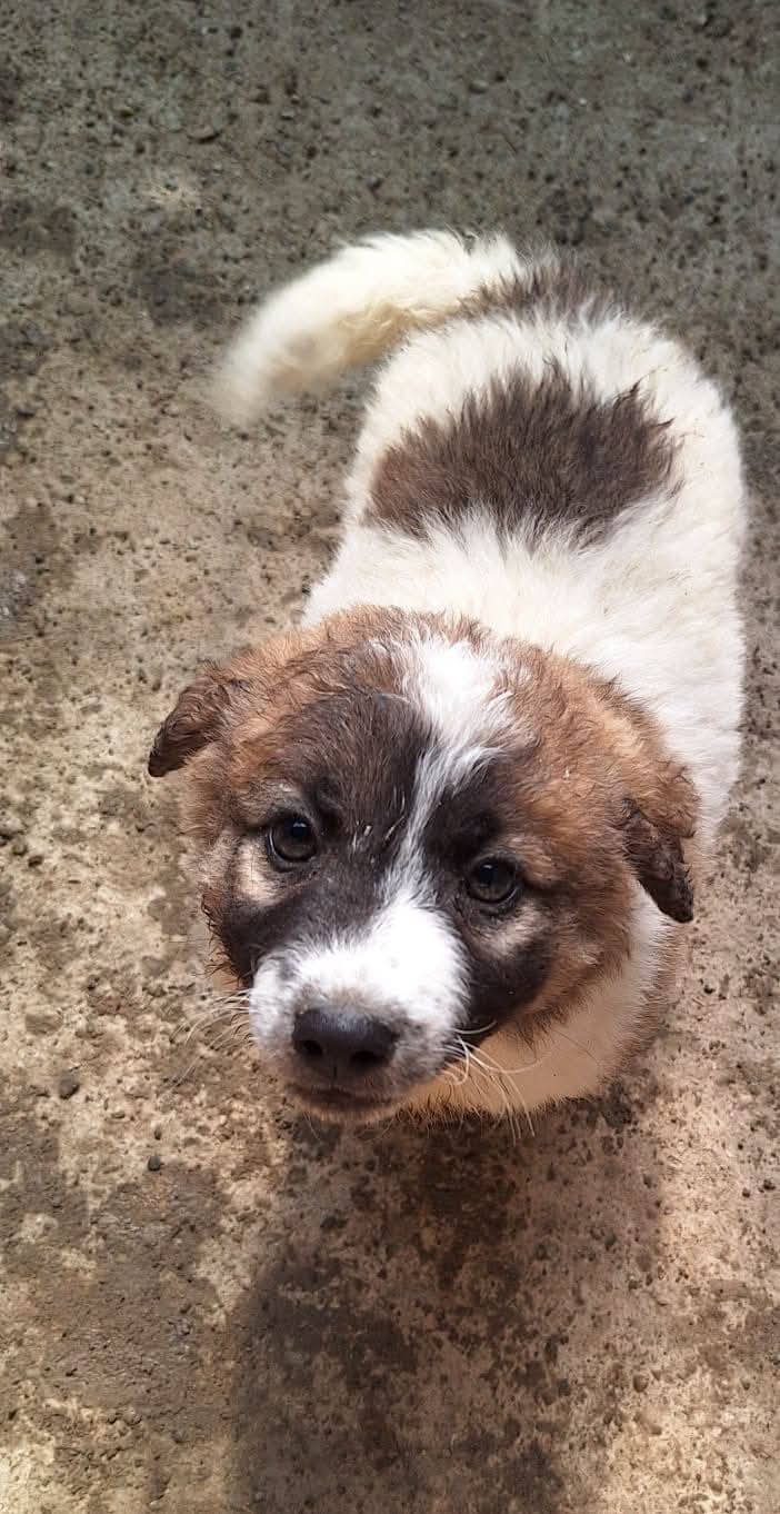 Brownie - 366