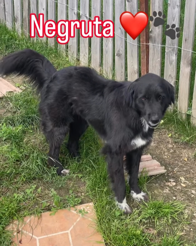 Negruta