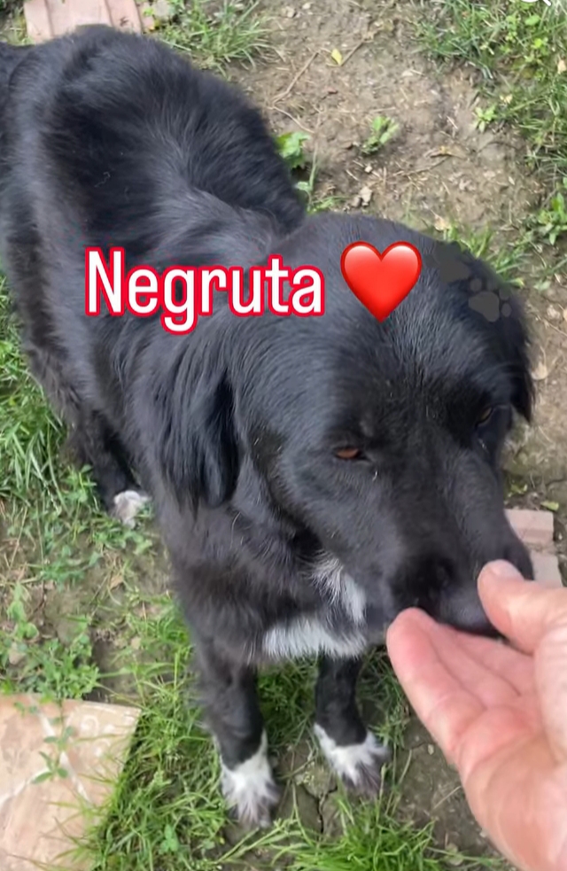 Negruta - 402